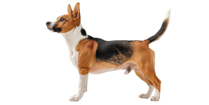 Basenji dog breed on white background, image generated by-AI