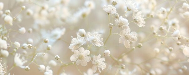 A delicate macro shot of Gypsophila, showcasing the fine details of these light, airy white flowers against a soft background.
