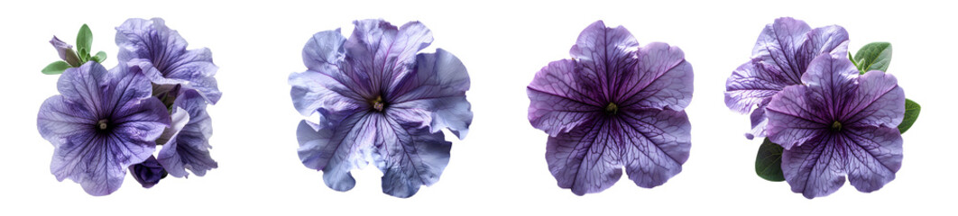 Purple petunia flower set PNG. Purple petunia flower PNG. Purple flower isolated. Petunia top view PNG. Petunia flower flat lay PNG. Summertime flower