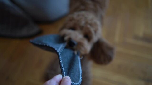 the cockapoo drags the master's stolen slippers