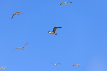 seagulls in flight with blue sky and some clouds