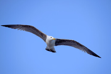 seagulls in flight with blue sky and some clouds