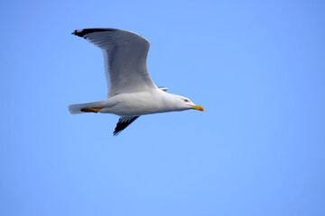 seagulls in flight with blue sky and some clouds