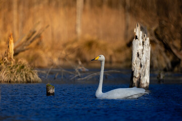 Bird Whooper Swan Cygnus cygnus in early morning light, Poland Europe Knyszynska Primeval Forest wetlands in the middle of the old forest