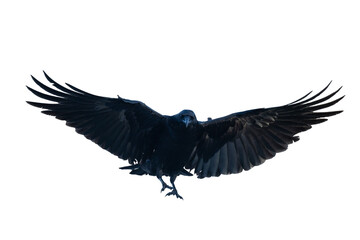 Birds flying ravens isolated on white background Corvus corax. Halloween - flying bird	
 - obrazy, fototapety, plakaty