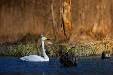 Bird Whooper Swan Cygnus cygnus in early morning light, Poland Europe Knyszynska Primeval Forest wetlands in the middle of the old forest
