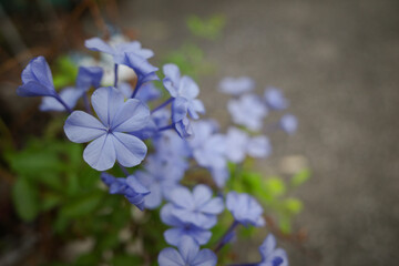 Blooming The Cape leadwort or blue plumbago in garden 