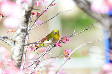おかめ桜とメジロ