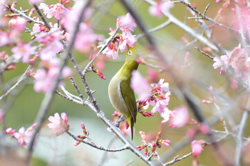 おかめ桜とメジロ