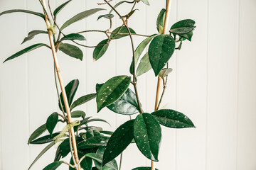 Modern composition of living room interior with design wooden wall, potted green plant