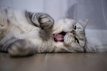Lazy funny lovely fluffy cat lying on wooden floor. Gray tabby cute kitten with beautiful eyes...