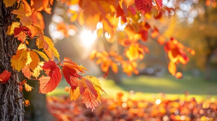 A vivid scene capturing the essence of autumn with brightly colored leaves dancing on a tree in a park, serving as a vibrant fall background.