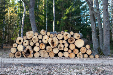Big pile of spruce wood in the forest. - 756398552