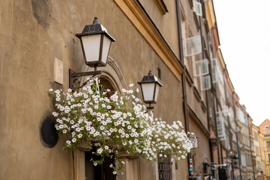 Colorful Flower Arrangement near entrance. Sunny city street in the background. Pot decoration at front of building. Crimson pink blooming Petunia flowers, Petunia hybrida.