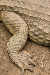 close up of a crocodile - 756398716