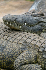 close up of an alligator - 756398727