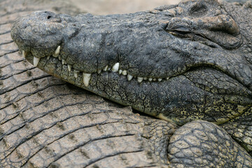 close up of crocodile head - 756398743