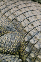 crocodile skin texture - 756398771