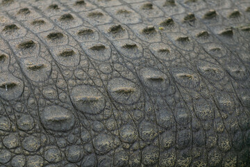 close up of crocodile skin - 756398779