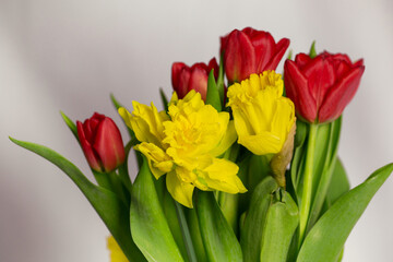 Bouquet of red tulips and yellow narcissus on white background