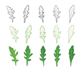 Set of leaves arugula. Vector painted. Illustration superfood on white background. Fresh green leaves in cartoon flat style. 