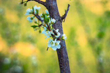 Blooming apple trees in the spring in Uttarakhand, Close up of white flowers on a tree, Bee pollinating the flowers 