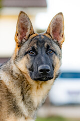 portrait of a german shepherd dog 