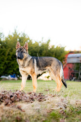 portrait of a german shepherd dog 