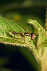 Green soldier fly perched on a leaf Hedriodiscus Pulcher