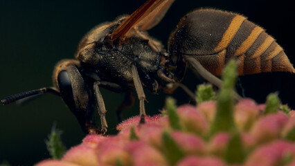 A black and yellow wasp perched in its surroundings.