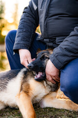 portrait of a german shepherd dog 