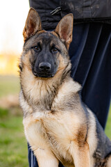 portrait of a german shepherd dog 