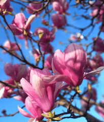 Magnolia tree with pink flowers in spring 