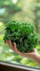 Naklejka na ściany i meble Hand holding fresh kale with selection on blurred background, copy space available