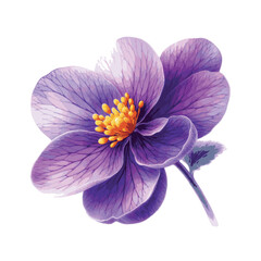 watercolor iris flowerillustration isolated on white background