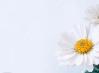 Foto auf Leinwand White daisy flower © D'Arcangelo Stock