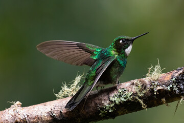 Fototapeta premium Beautiful and striking Collared Inca hummingbird (Coeligena torquata) on attractive branch with wings spread against a blurred green background