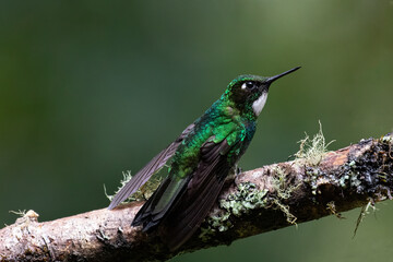 Beautiful and striking Collared Inca hummingbird (Coeligena torquata) on attractive branch with wings spread against a blurred green background