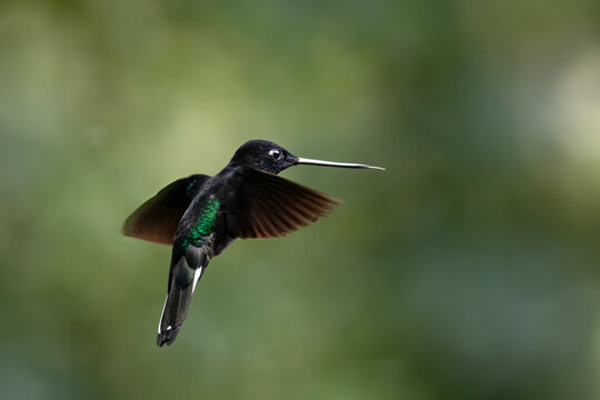 Beautiful and striking Collared Inca hummingbird (Coeligena torquata) in flight, flying  against a blurred green background