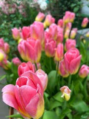 Fototapeta premium Beautiful blooming Tulips bouquet in a vase. Floral background. first flowering flowers