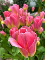 Fototapeta premium Beautiful blooming Tulips bouquet in a vase. Floral background. first flowering flowers