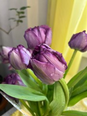 Beautiful blooming Tulips bouquet in a vase. Floral background. first flowering flowers