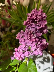 purple blooming lilac with huge petals. close ap. spring flowering bushes. floral background