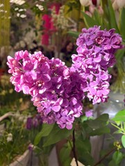 purple blooming lilac with huge petals. close ap. spring flowering bushes. floral background