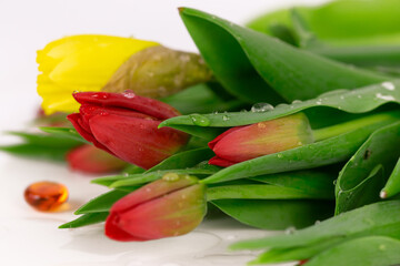 Bouquet of red tulips and yellow narcissus on white background