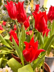 Beautiful blooming Tulips bouquet in a vase. Floral background. first flowering flowers