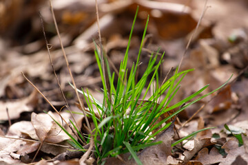 A tuft of green grass on the ground in the forest at spring