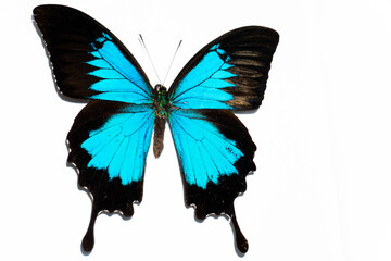 Fototapeta premium Blue butterfly isolated on white background