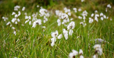 Weiße Büschel von Wollgras auf einer Almwiese im Sommer, Weißbrunn, Ultental, Südtirol, Italien,	