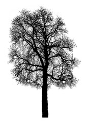 Black Leafless Winter Tree. Black Tree with Leafless Tree Crowns. No People. Black Silhouette of Tree without Leaves.